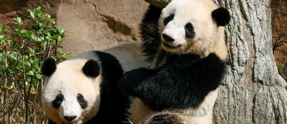 La période des chaleurs n'est que de deux à trois jours chez le panda (photo d'illustration).  - Credit:MAXPPP / Kyodo/MAXPPP