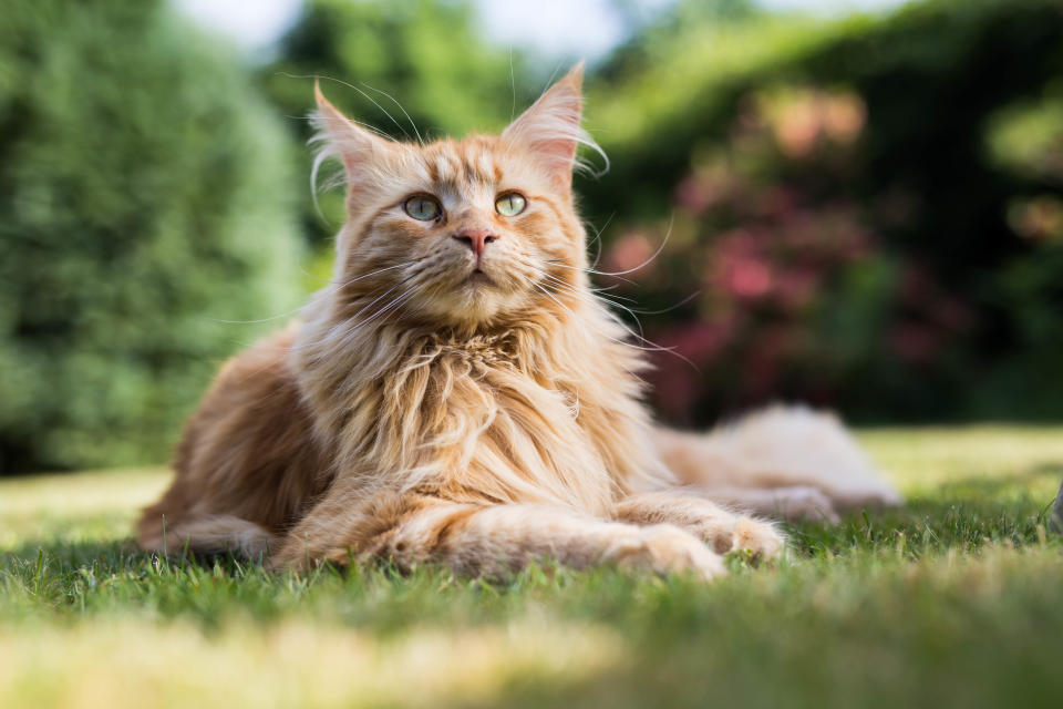 Maine Coon (Getty Images/iStockphoto)