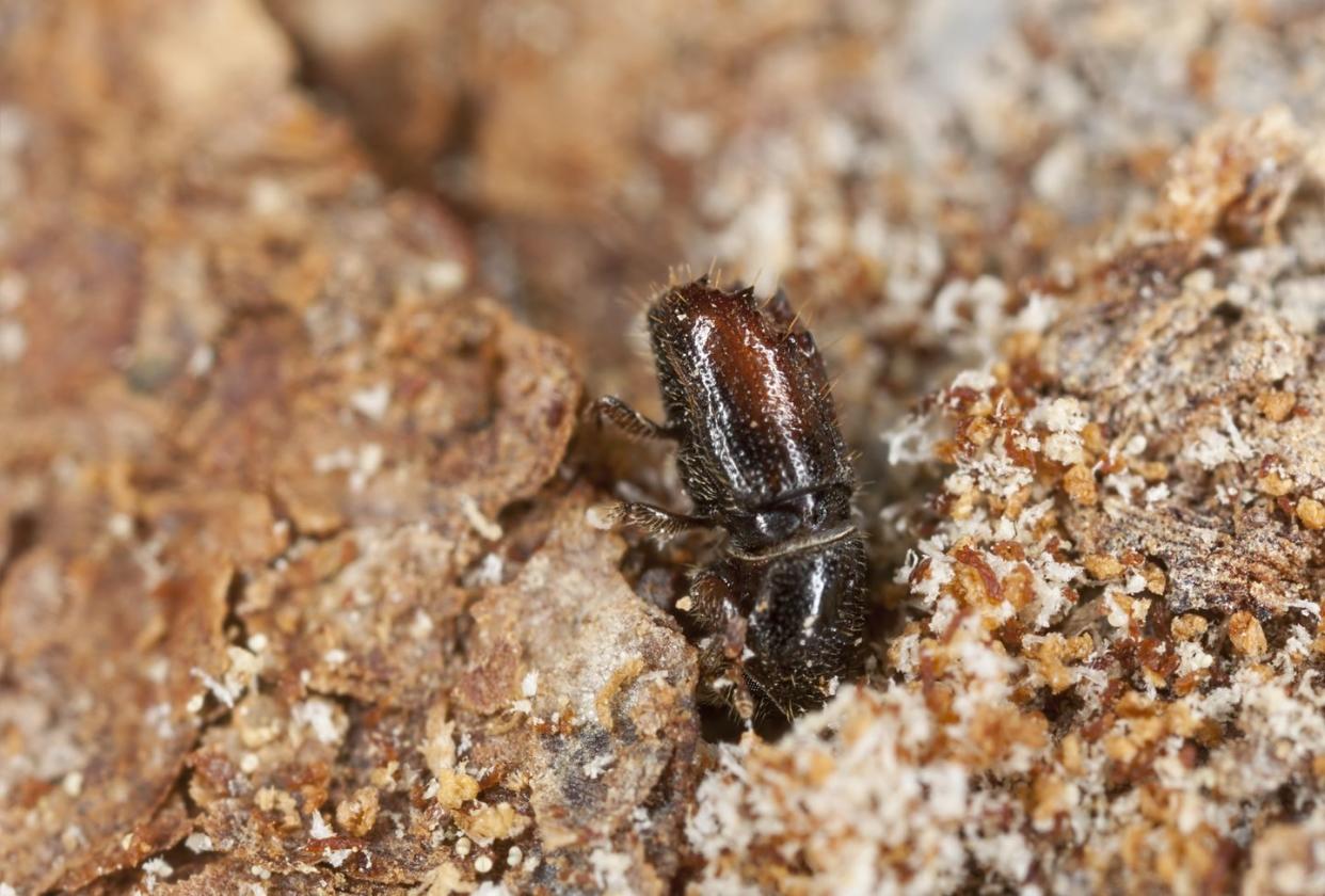 Extreme close-up of a Bark borer working on wood