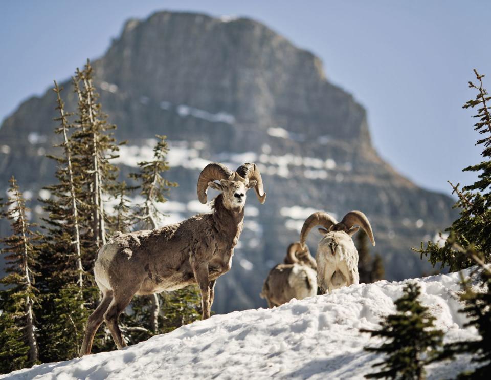 Glacier National Park, Montana