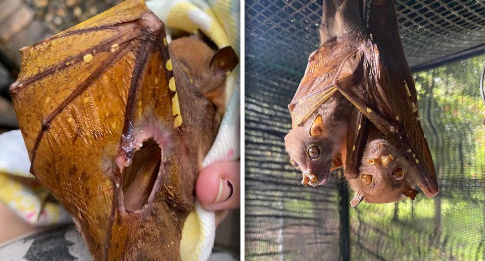 An image shows the damage wire can do to wings (left). Two bats in care hanging upside down (right).