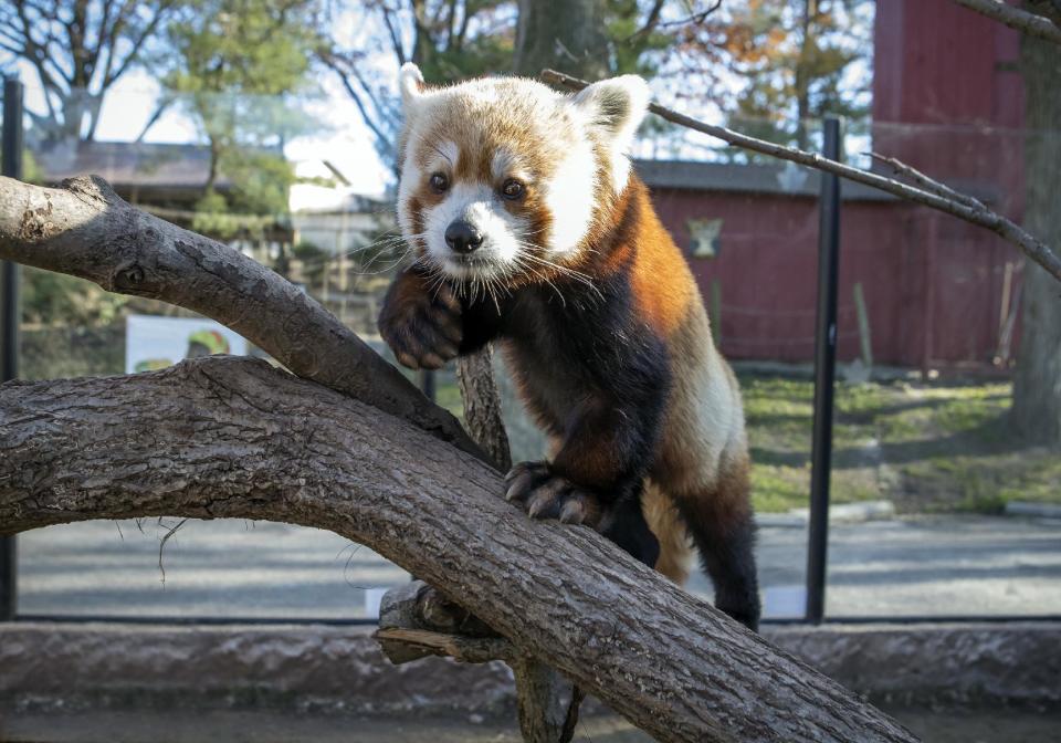 This Nov. 22, 2016, photo provided by the Elmwood Park Zoo shows a red panda named Shredder at the zoo in Norristown, Pa. The suburban Philadelphia zoo says the 2-year-old male died Wednesday, Jan. 4, 2017, and a necropsy found signs of heart disease. The species is listed as endangered, with fewer than 10,000 red pandas living in the wild. (Betsy Manning/Elmwood Park Zoo via AP)