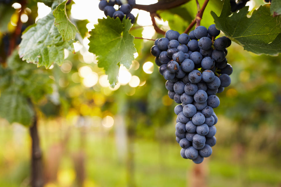 Racimo de uvas. Foto: Getty