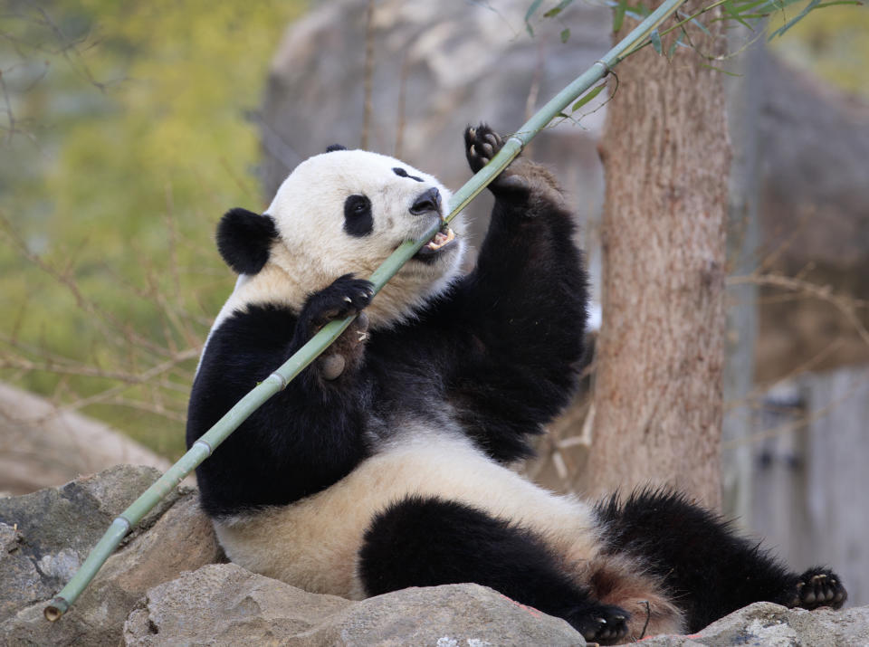 Bao Bao, the beloved 3-year-old panda at the National Zoo in Washington, enjoys a final morning in her bamboo-filled habitat before her one-way flight to China to join a panda breeding program, Tuesday, Feb. 21, 2017. (AP Photo/J. Scott Applewhite)