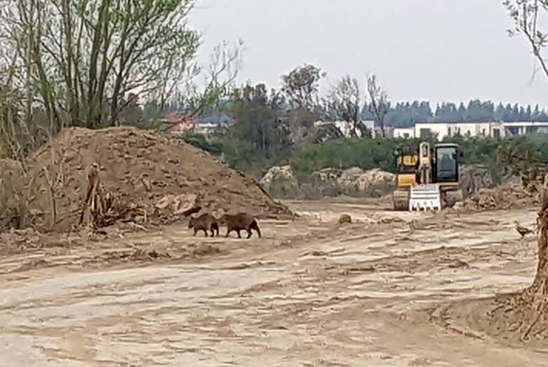 Una imagen de 2021, carpinchos en medio de las obras en el complejo 