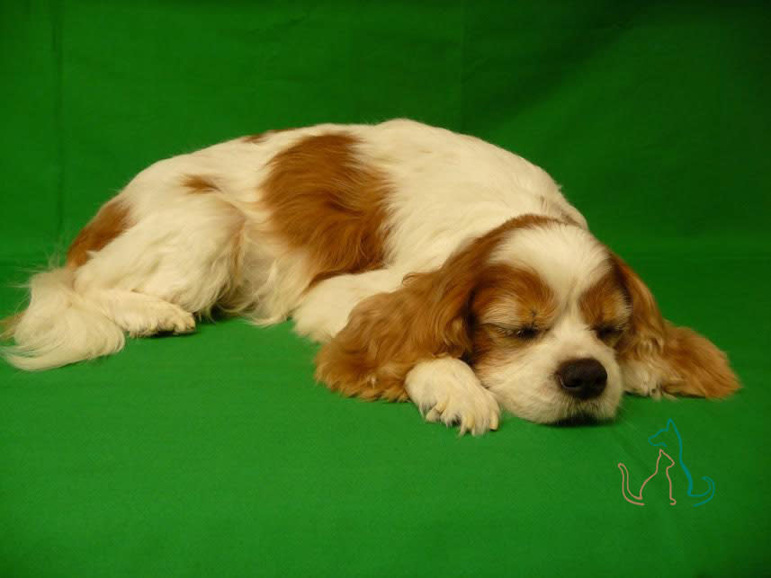 A freeze-dried Cavalier King Charles Spaniel by Second Life Freeze Dry. (Photo: Courtesy Second Life Freeze Dry)