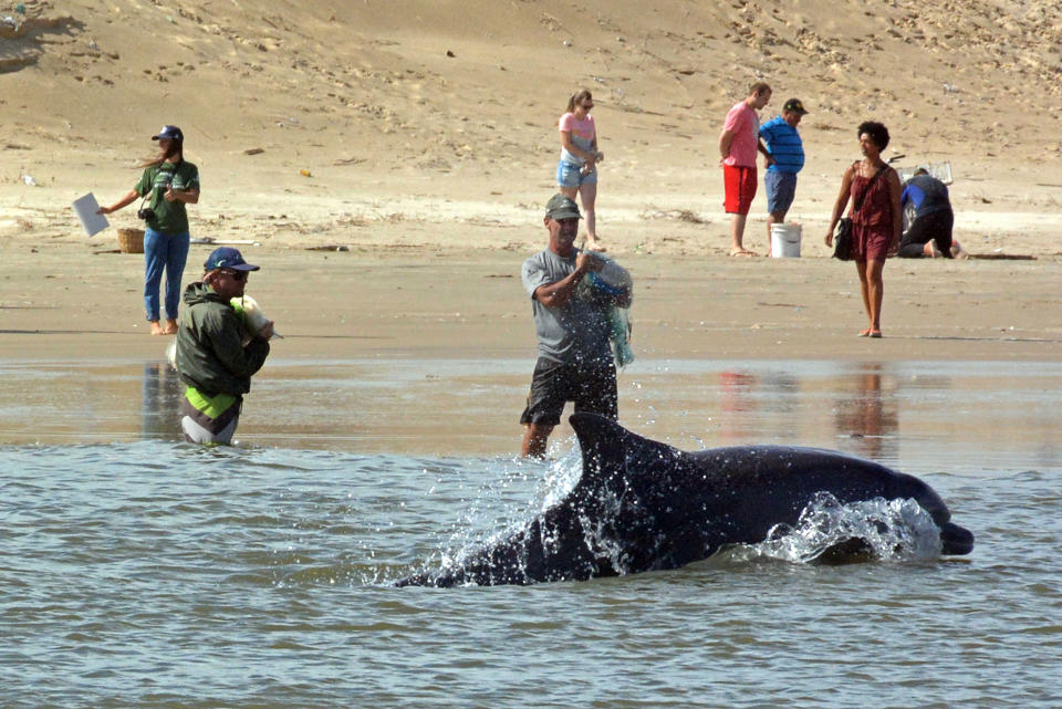 Pesca colaborativa entre humanos y delfines en Brasil | Getty
