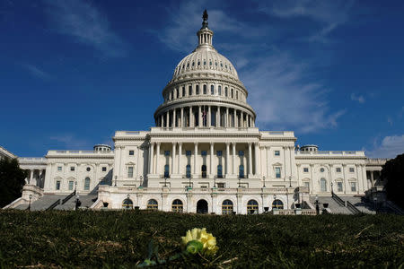 A yellow carnation flower laid by activists rests on the West lawn of the U.S. Capitol in memory of Yemeni children killed by Saudi bombings, in Washington, U.S., March 19, 2018. REUTERS/James Lawler Duggan