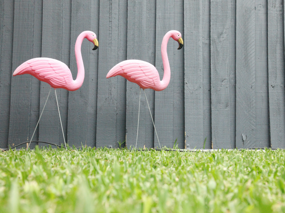two pink plastic flamingo lawn ornaments on a yard with a wooden fence