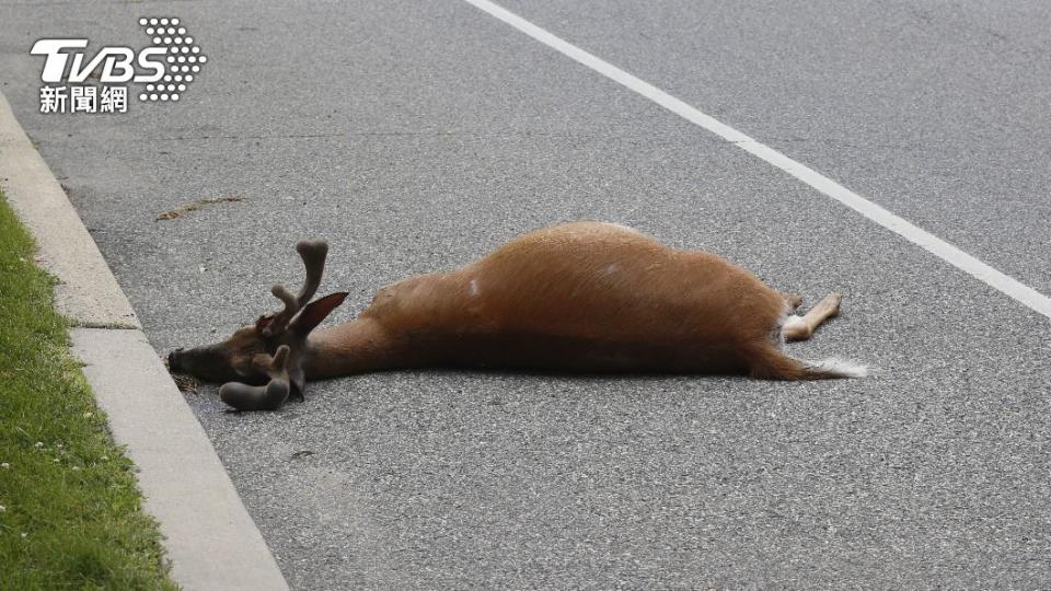 全美31州都發現殭屍鹿的遺骸。（示意圖／Shutterstock達志影像）