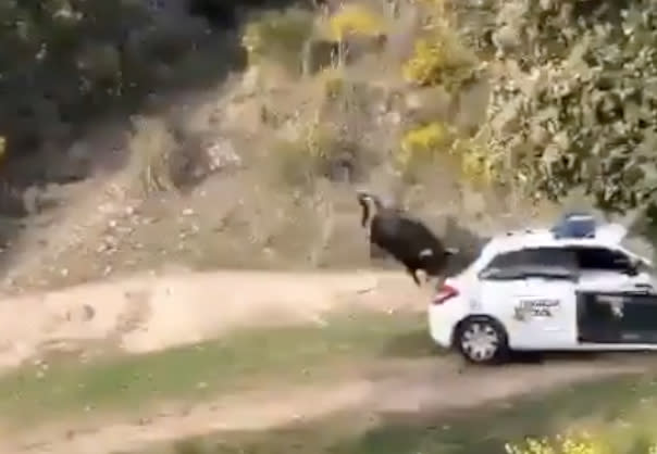 Momento en el que el animal embiste el coche patrulla (Créditos: AUGC Guardia Civil)