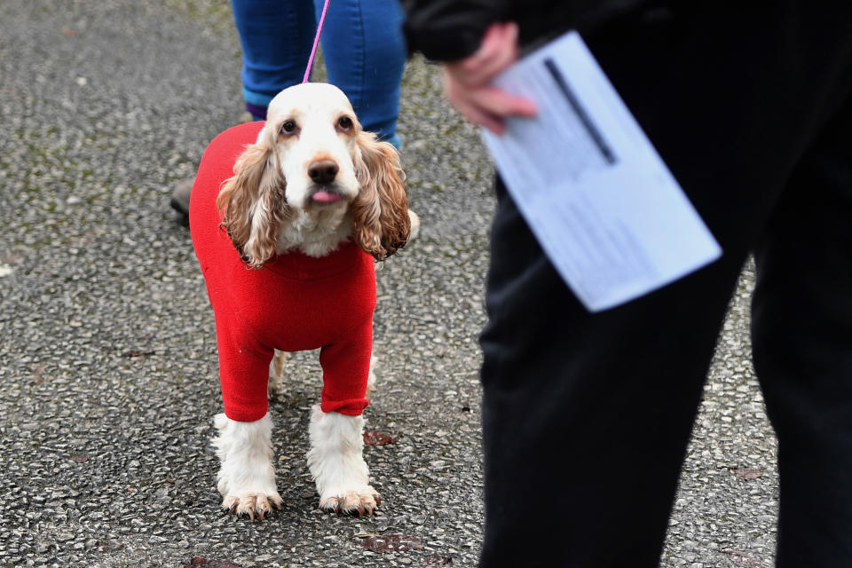 Dressed to impress: A dog wearing a red suit accompanies its owner to a polling station in Stalybridge, Manchester, on Thursday.