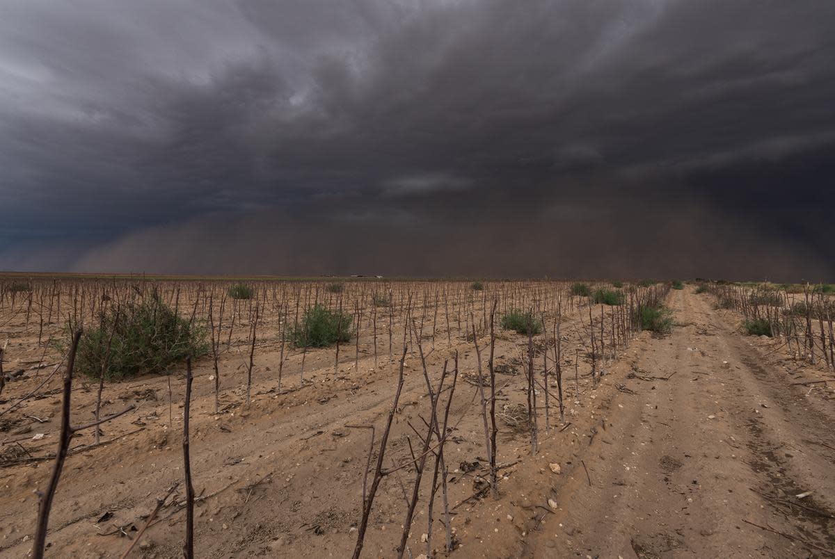 A late summer thunderstorm forms over the remnants of the 2021 cotton crop on Aug. 29, 2022, in Terry County.