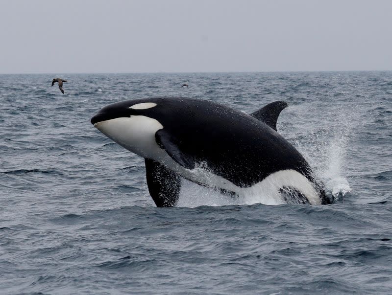 FILE PHOTO: A killer whale jumps out of the water in the sea near Rausu