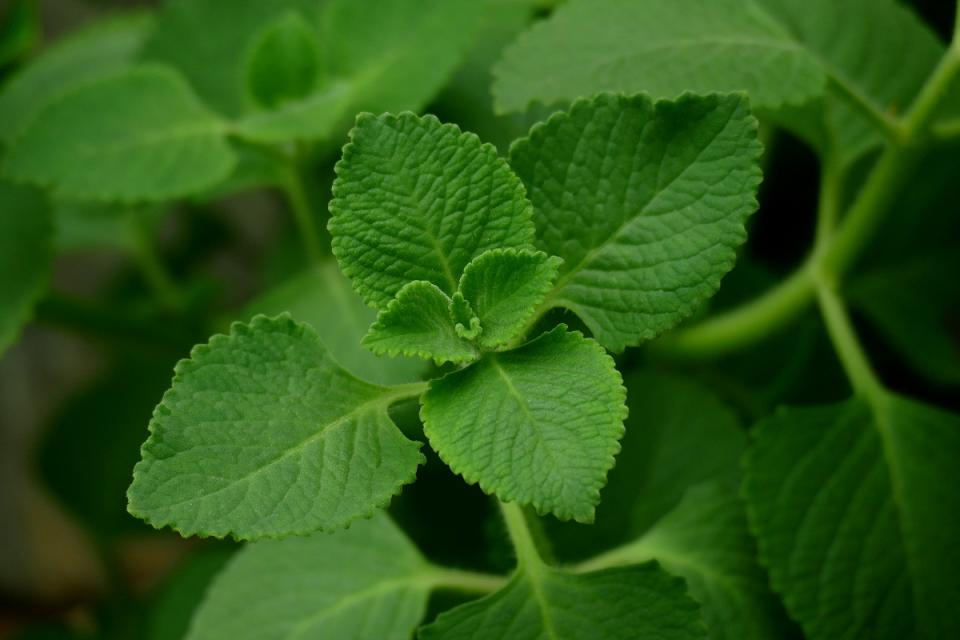 An annual herb belonging to the Apiaceae family, both the leaves and the seed‑like fruit (often mistakenly called seeds) of Ajwain are edible