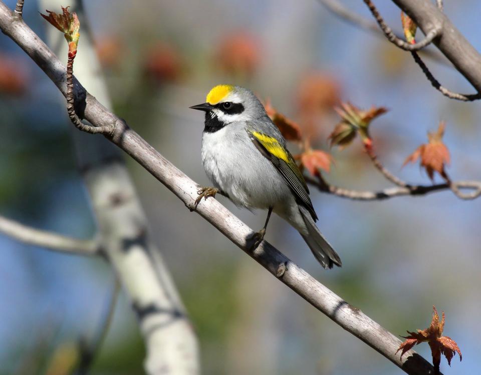 A golden-winged warbler sits on a branch in northern Wisconsin.