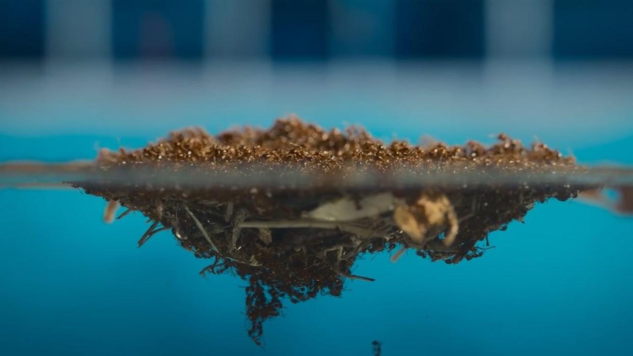  A floating raft of fire ants in a swimming pool. 