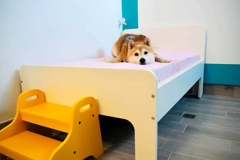 專屬寵物床舖，由快樂狗民宿提供