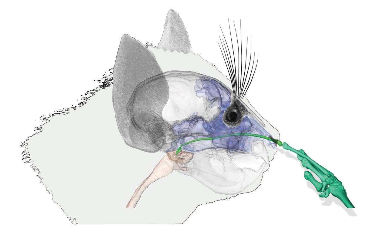 CT-scan showing an aye-aye picking its nose