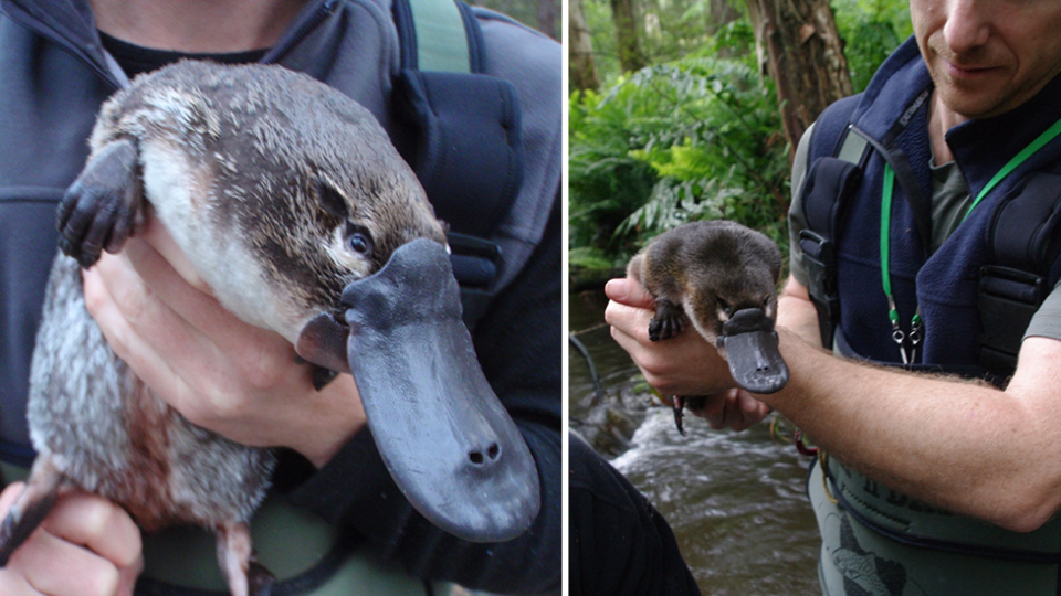 Senior ecologist Josh Griffiths believes without intervention, platypus numbers will continue to decrease. Source: Josh Griffiths