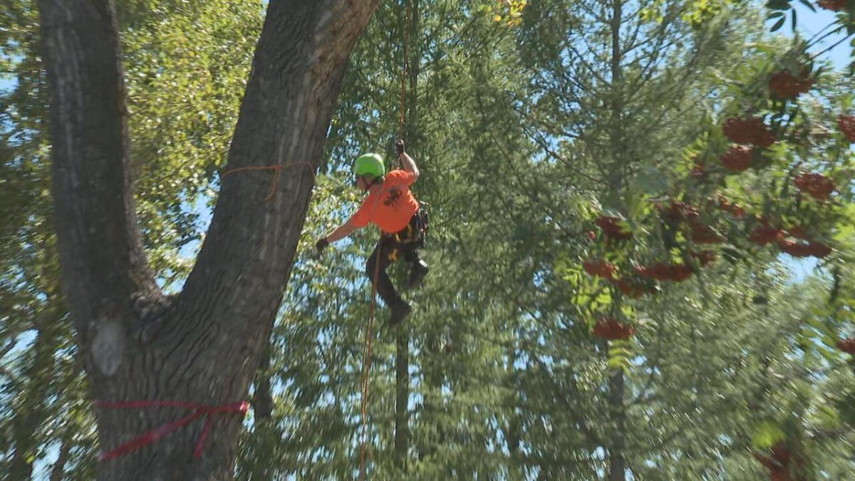 The best of the prairie come to Calgary for the tree climbing competition in Hextall Park