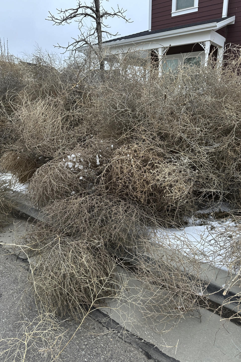 Tumbleweeds appear in front of a home in South Jordan, Utah, on Tuesday, March 5, 2024. The suburb of Salt Lake City was inundated with tumbleweeds after a weekend storm brought stiff winds to the area. The gnarled icon of the Old West rolled in over the weekend and kept rolling until blanketing some homes and streets in suburban Salt Lake City. (AP Photo/Brady McCombs)