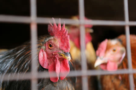 FILE PHOTO: Chickens for sale are seen in a cage at Kibuye market in Uganda’s capital Kampala, January 17, 2017. REUTERS/James Akena/File Photo