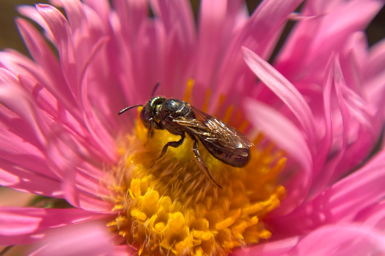 Spurred ceratina carpenter bee (Ceratina calcarata) Getty Images /	Christopher Laszlo Bonis / 500px