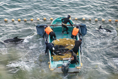 Every year in a small coastal town called Taiji in Japan hunters capture dolphins for luxury meat and the tourism industry. Through desktop and in-country research, World Animal Protection examined the scale of tourism’s connection to the Taiji dolphin hunts and identified 102 entertainment facilities across 20 countries that have purchased dolphins originating from these hunts. Photo: Robert Gilhooly, 2023 (CNW Group/World Animal Protection)