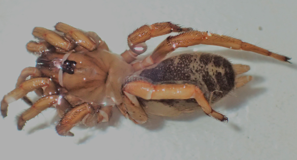 A close up look at a Blakistonia rooinsula. 