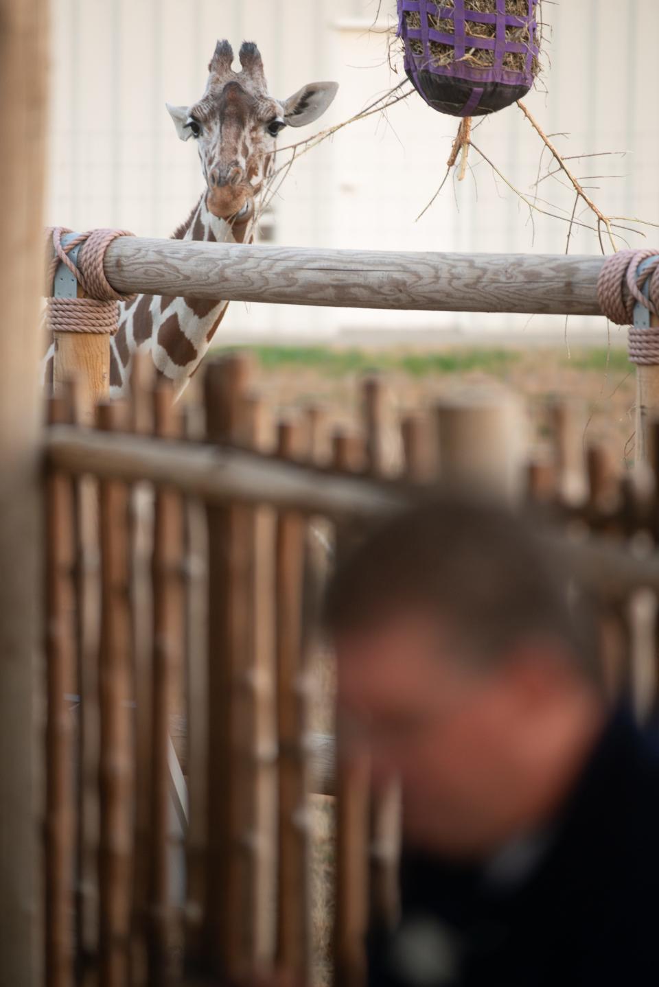 The Topeka Zoo's youngest giraffe, Liz, peers toward director Brendan Wiley as he talks about the new giraffe exhibit being such an important part of his legacy. Wiley recalled seeing Liz's mother, Hope, pulling through a life-threatening diagnosis in 2010 and continuing to thrive today.