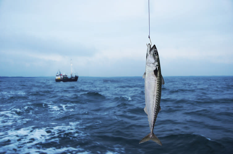 <span class="caption">Norway, the Faroe Islands and the EU together decide mackerel fishing quotas.</span> <span class="attribution"><span class="source">Krasowit / shutterstock</span></span>