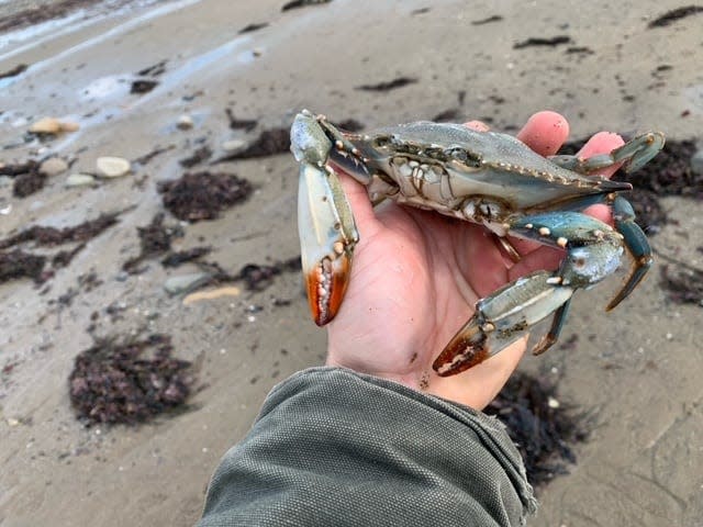 Blue crab species are known scientifically as callinectes sapidus – Greek and Latin for “savory beautiful swimmers.”