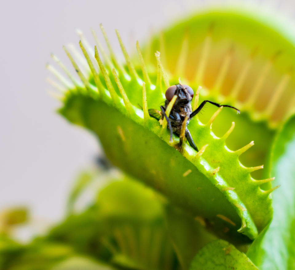 A macro image of a common house fly being eaten by a hungry Venus fly trap plant