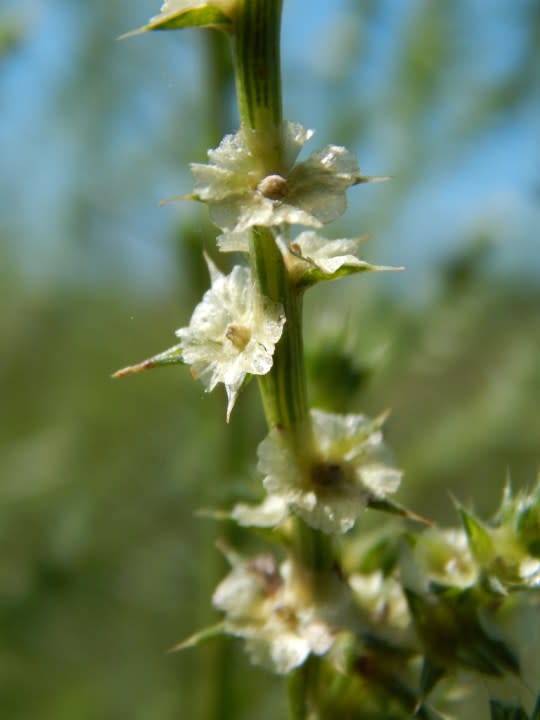 Russian Thistle | Photo courtesy Forest and Kim Starr (iNaturalist)