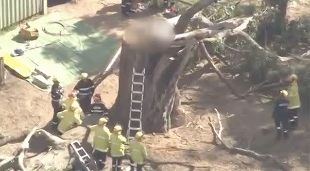 A man has died in a freak accident whilst helping a mate cut a giant tree back. Source: 7 News