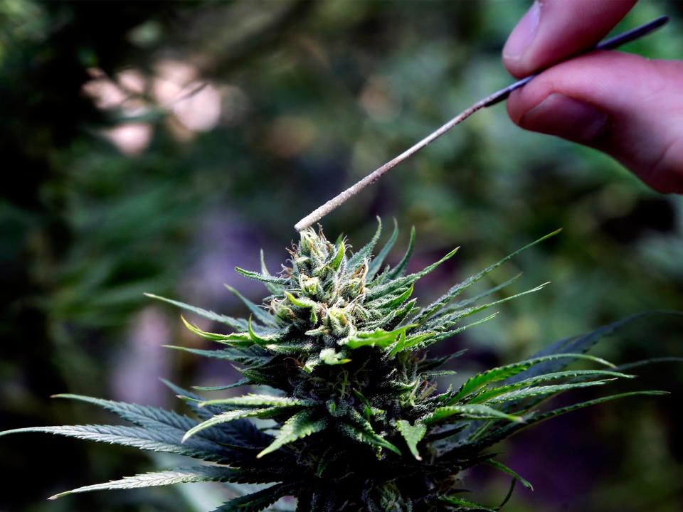 Coca-Cola is the latest large company to express interest in marijuana-related products: AP