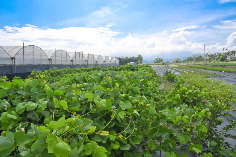 聖蓮生技的原料源於自家集團的8座園區，以植物下腳料自製培養土，採用原始的人工除草，以純淨的原料製作安心的產品。（圖／聖蓮生技植物草園實拍）