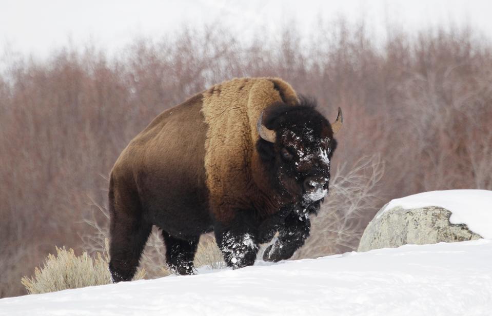 FILE - In this Feb. 12, 2011 file photo a bison from Yellowstone National Park walks through the snow shortly before being shot and killed during a hunt by members of an American Indian tribe, near Gardiner, Mont. U.S. officials have rejected a petition to protect the park's roughly 4,500 bison, which are routinely hunted and sent to slaughter to guard against the spread of disease to cattle. (AP Photo/Ted S. Warren, File)