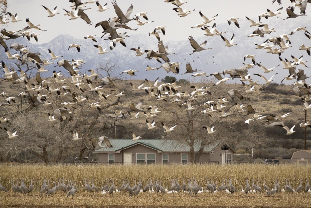 thousands snow geese sandhill cranes flying over home, Central New Mexico