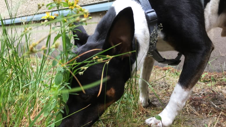 Got rats? Call Jack, Vancouver's only working canine exterminator