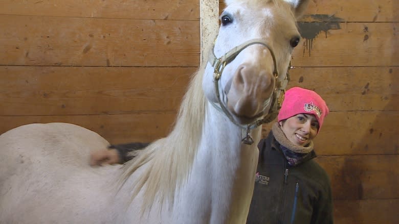 Orphaned P.E.I. foal saved by another mare's milk