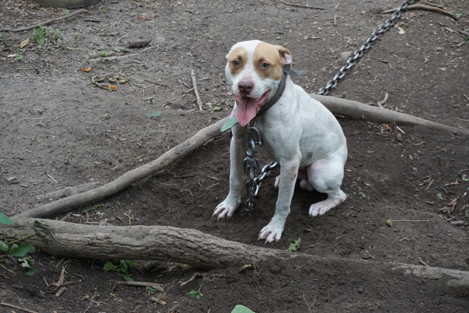 Two people living on the property were taken into custody. (Photo: ASPCA)