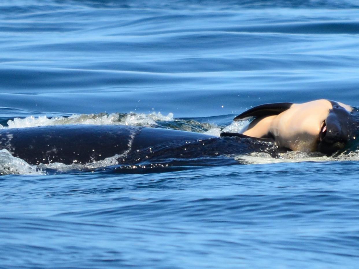 The mother pushes the baby orca after it was born off the coast of Canada near Victoria, British Columbia: Michael Weiss/Center for Whale Research via AP