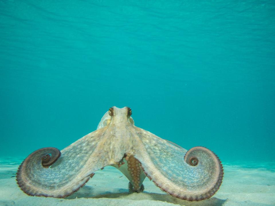 Octopus species are still being discovered