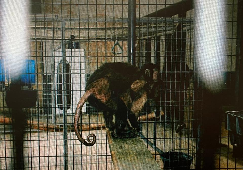 One of the many capuchin monkeys seized from Natural Bridge Zoo on Dec. 6. This capuchin has similar hair loss described on Anne.