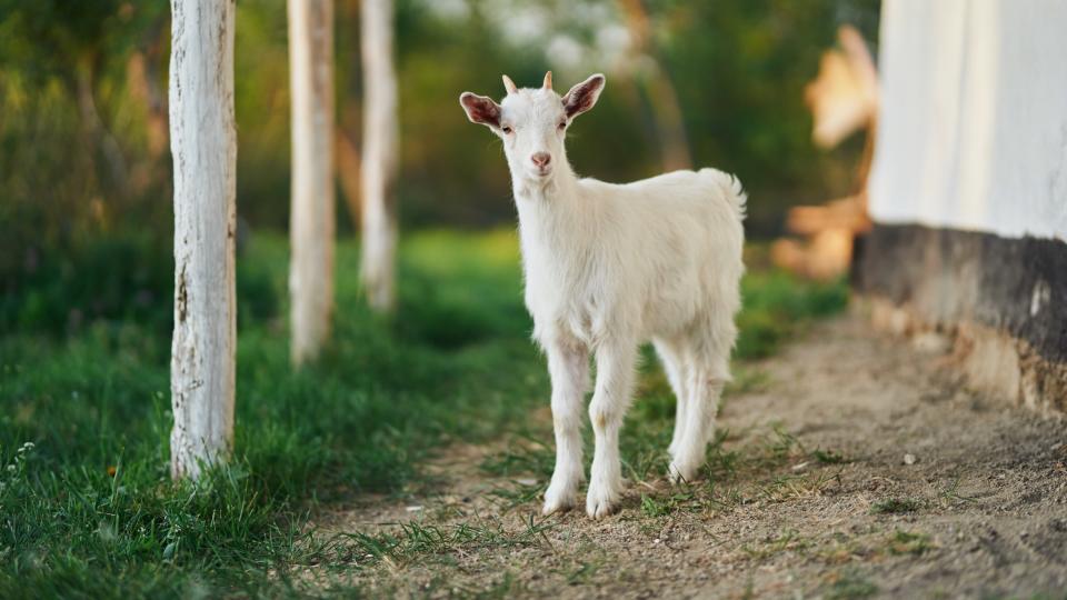 Goat outside on path