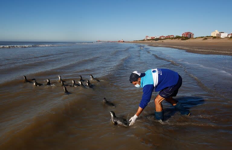 Reinserción de un grupo de pingüinos magallánicos rescatados por la fundación Mundo Marino fueron liberados este viernes en una playa de San Clemente del Tuyú en pleno proceso migratorio de la especie.
