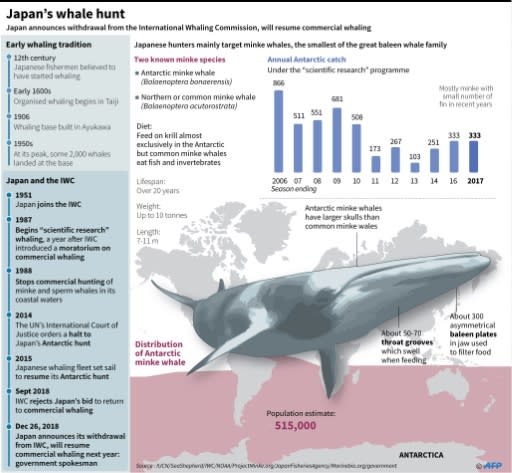 Graphic on Japan's whale hunt