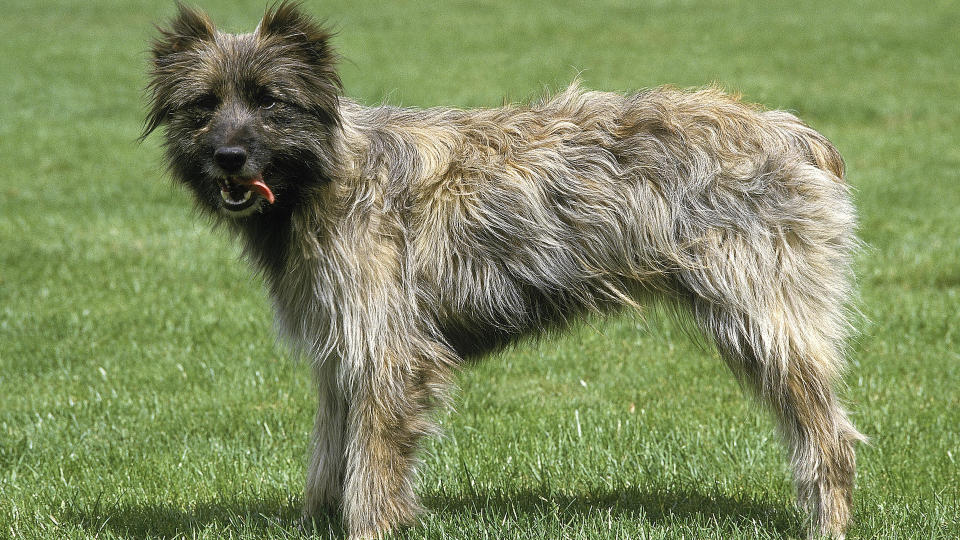 Pyrenean sheepdog